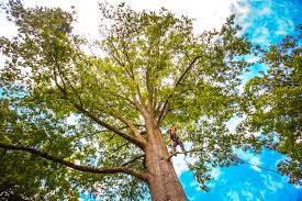 Best Arborist Consultation Services  in Adamsville, AL