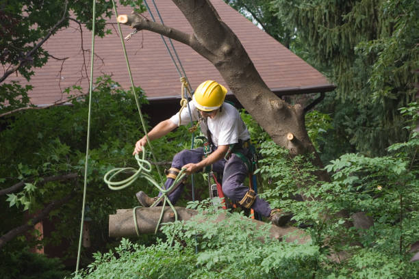 Best Commercial Tree Services  in Adamsville, AL